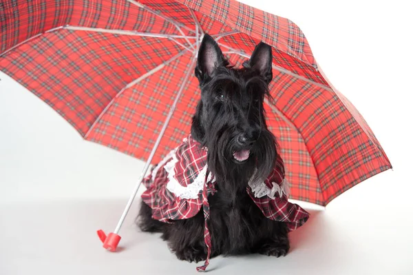 Jovem terrier escocês na capa escocesa e guarda-chuva em um fundo branco — Fotografia de Stock