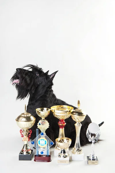 kazanan kupalar ile scotch terrier, zafer bardak ile köpek