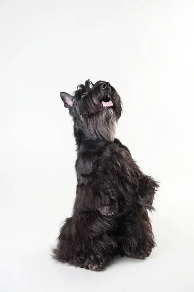 Jonge Schotse Terriër in de Schotse Kaap smeken op een witte achtergrond — Stockfoto