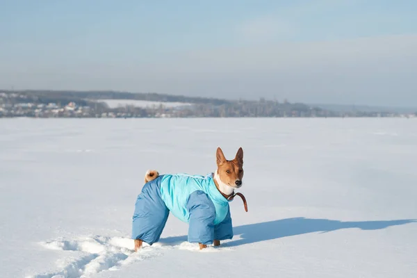 Volwassen Basenji in grappige hond kostuum in de sneeuw — Stockfoto