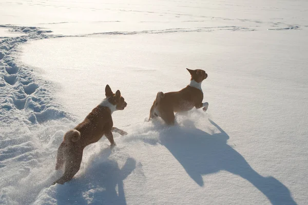 Twee volwassen Basenji hond spelen in de sneeuw — Stockfoto