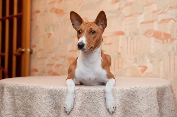 Carino ritratto di maschio adulto basenji — Foto Stock