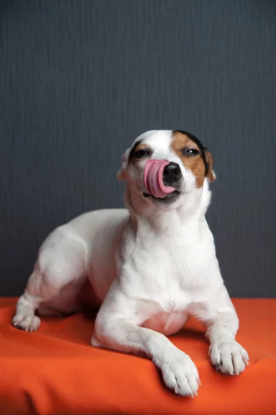 Jack Russell Terrier siyah arka planda yatıyor. Gülümseyen köpek