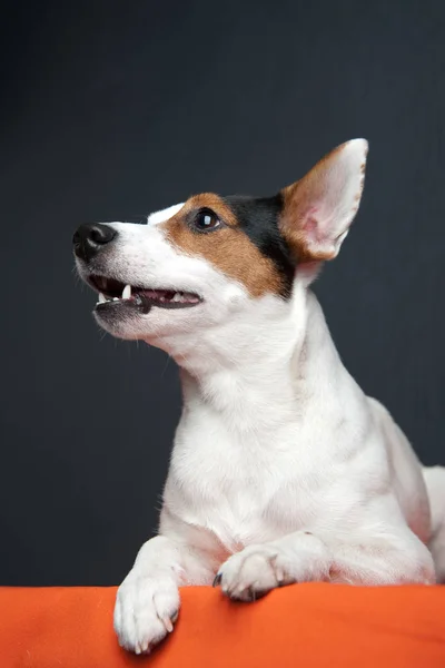 暗い背景に横たわるジャック・ラッセル・テリア。笑顔の犬. — ストック写真