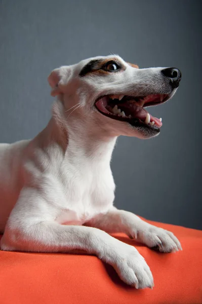 Jack Russell Terrier sdraiato su uno sfondo scuro. Cane sorridente . — Foto Stock