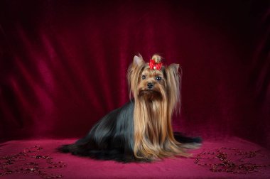 Yorkshire terrier kırmızı kadife arka plan üzerinde oturan