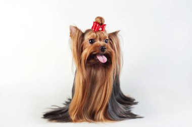 Yorkshire Teriyeri beyazda izole edildi