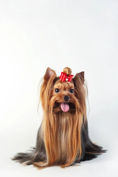 Yorkshire Teriyeri beyazda izole edildi