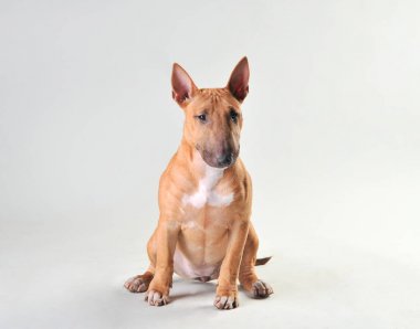 Beyaz bir arka planda boğa Terrier