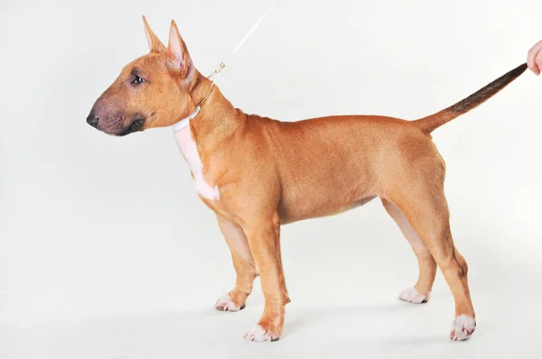 Beyaz bir arka planda boğa Terrier