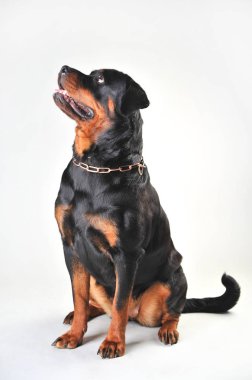 Beyaz arka plan üzerinde izole rottweiler köpek