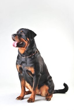 Beyaz arka plan üzerinde izole rottweiler köpek