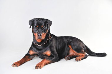 Beyaz arka plan üzerinde izole rottweiler köpek