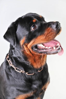 Beyaz arka planda izole bir Rottweiler portre