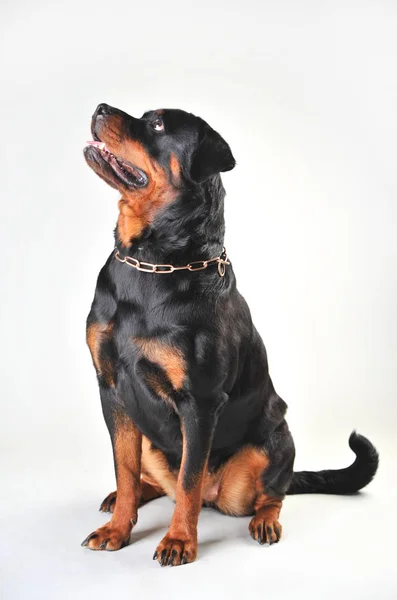 Rottweiler Honden geïsoleerd op witte achtergrond — Stockfoto