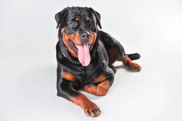 Rottweiler Honden geïsoleerd op witte achtergrond — Stockfoto