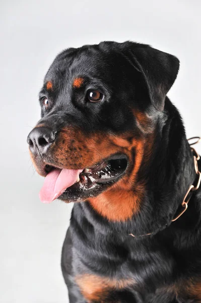 Portret van een Rottweiler geïsoleerd op witte achtergrond — Stockfoto