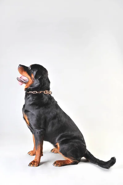 Beyaz arka plan üzerinde izole rottweiler köpek