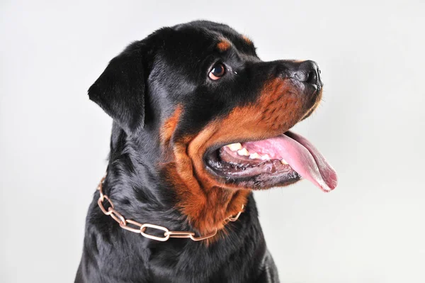 Portret van een Rottweiler geïsoleerd op witte achtergrond — Stockfoto