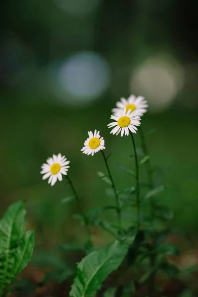 Kleine bloemen van madeliefjes in de stralen van de ondergaande zon — Stockfoto