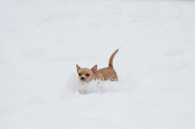 komik küçük chihuahua karda oynarken