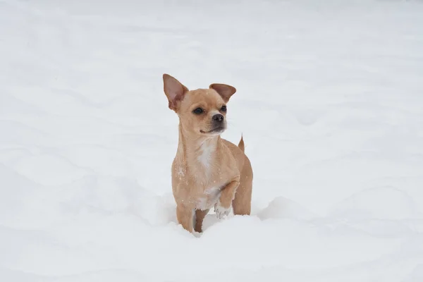 Grappige kleine Chihuahua spelen op de sneeuw — Stockfoto