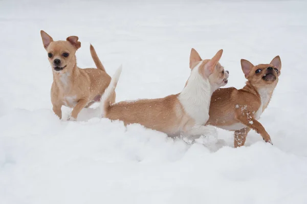 Grappige kleine Chihuahuas spelen in de sneeuw — Stockfoto