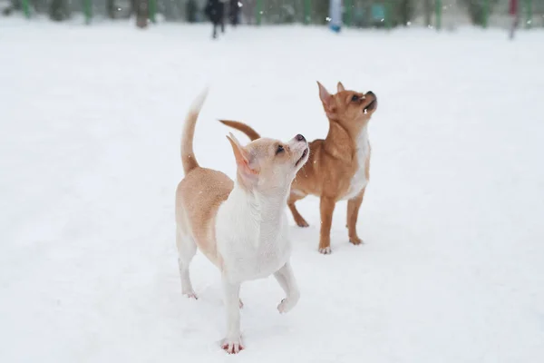 Funny little chihuahuas are playing in the snow