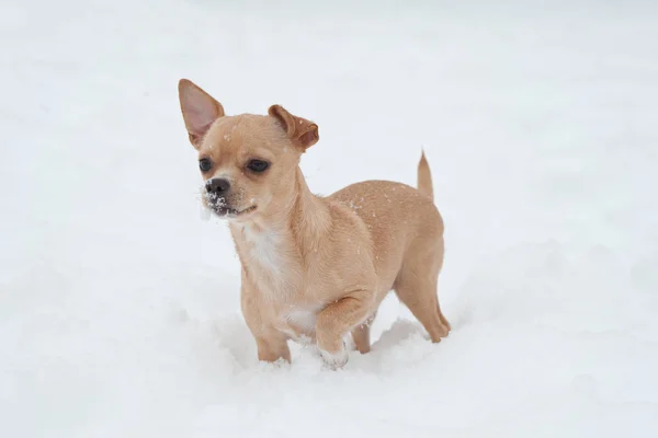 Grappige kleine Chihuahua spelen op de sneeuw — Stockfoto