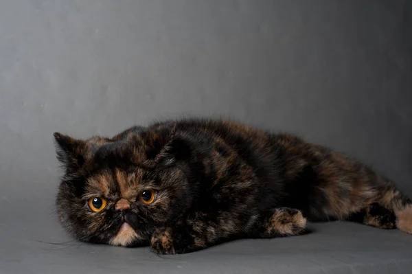 Persische Katze mit Schildkrötenfarbe liegt auf grauem Hintergrund — Stockfoto