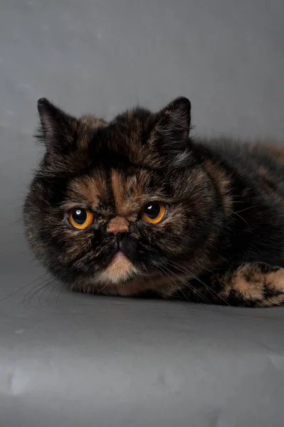 Persische Katze mit Schildkrötenfarbe liegt auf grauem Hintergrund — Stockfoto