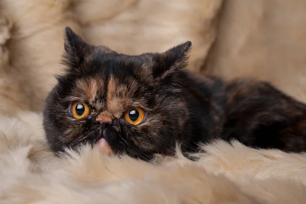 Persische Katze mit Schildkrötenfarbe liegt auf einem Fellhintergrund — Stockfoto