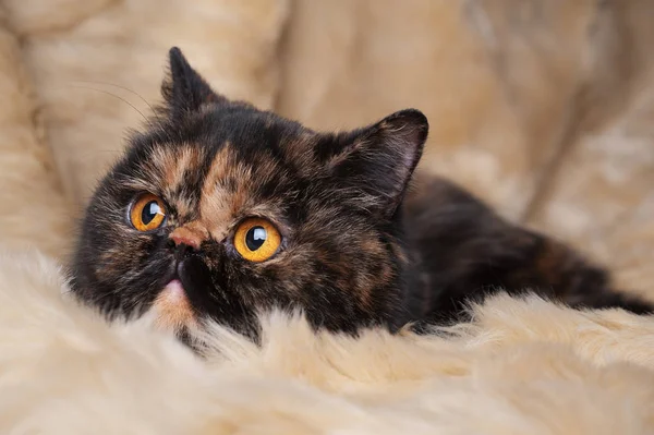 Perzische kat van schildpad kleur ligt op een bont achtergrond — Stockfoto