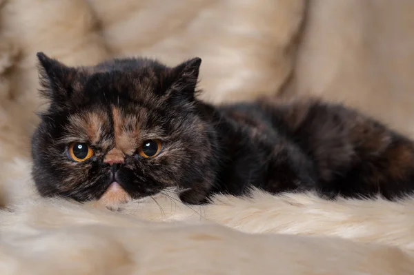 Perzische kat van schildpad kleur ligt op een bont achtergrond — Stockfoto