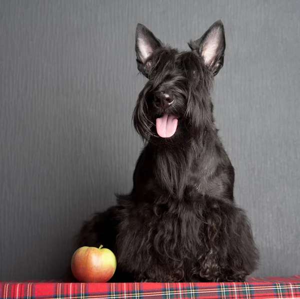 Young scottish terrier on a tartan cloth — Stock Photo, Image