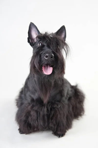 Terrier escocês jovem em um fundo branco — Fotografia de Stock