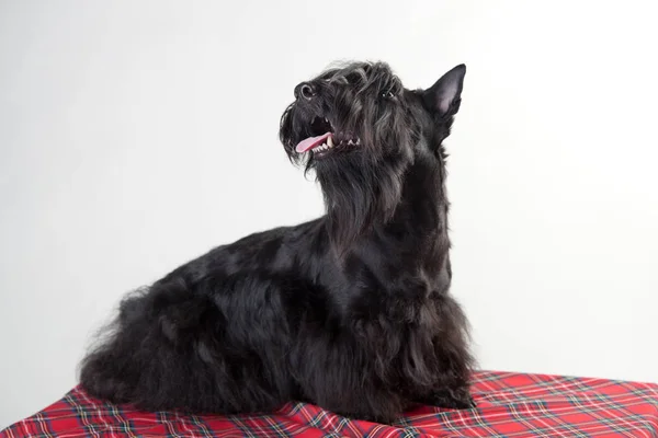 Terrier escocês jovem em um tecido de tartan — Fotografia de Stock