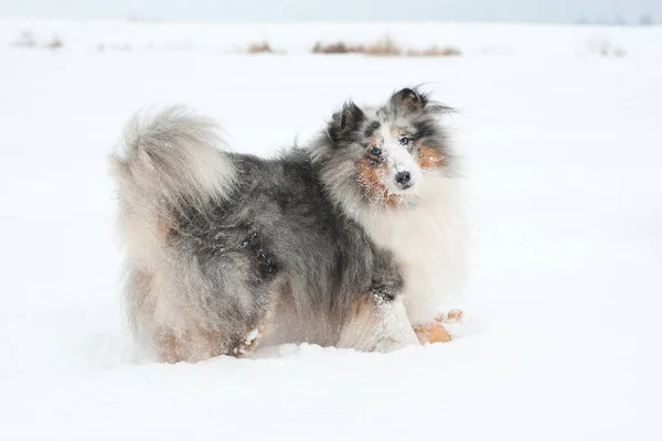 Ung rolig Sheltie spelar i snön — Stockfoto