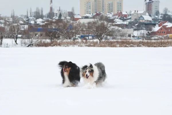 Jonge grappige Sheltie speelt in de sneeuw — Stockfoto