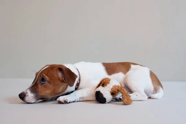 Lindo divertido cachorro jack russell terrier en un fondo de luz con juguete — Foto de Stock