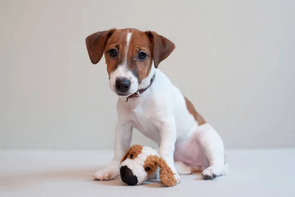 Carino divertente cucciolo jack russell terrier su un luce sfondo con giocattolo — Foto Stock