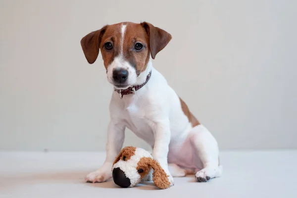 Carino divertente cucciolo jack russell terrier su un luce sfondo con giocattolo — Foto Stock