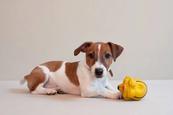 Carino divertente cucciolo jack russell terrier su un luce sfondo con giocattolo — Foto Stock