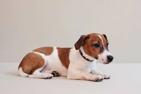 Lindo divertido cachorro jack russell terrier en un fondo de luz —  Fotos de Stock