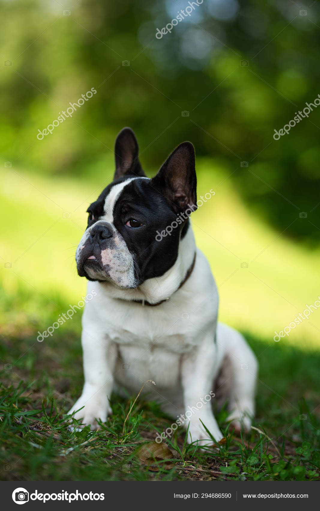 Mignon Adorable Bouledogue Francais Noir Et Blanc Chiot Dans L Herbe Image Libre De Droit Par Keyci13 Gmail Com C Mignon Adorable Bouledogue Francais Noir Et Blanc Chiot Dans L Herbe Image Libre De Droit Par Keyci13 Gmail Com C