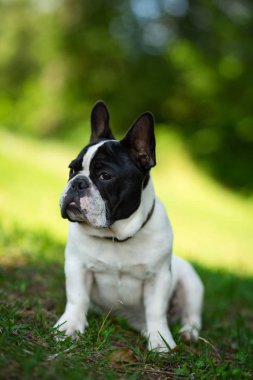 Çimenlerde sevimli sevimli siyah ve beyaz fransız bulldog köpek yavrusu