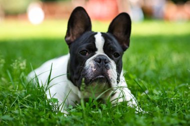 Çimenlerde sevimli sevimli siyah ve beyaz fransız bulldog köpek yavrusu