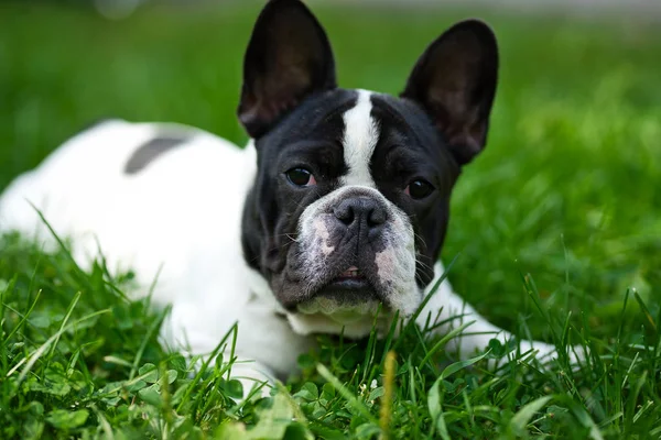 Çimenlerde sevimli sevimli siyah ve beyaz fransız bulldog köpek yavrusu