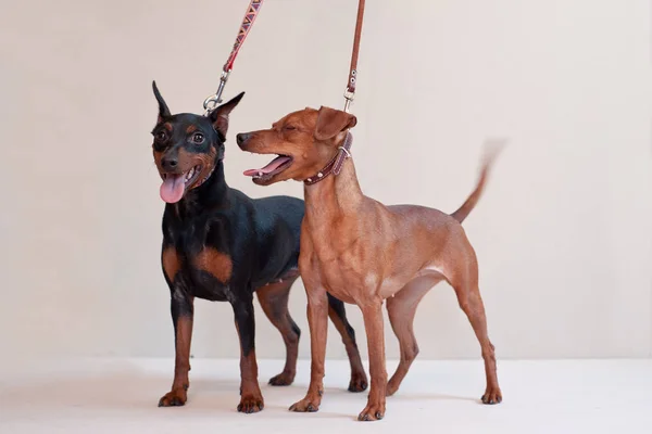 portrait of a two young red and black  miniature pinscher dogs on a light background