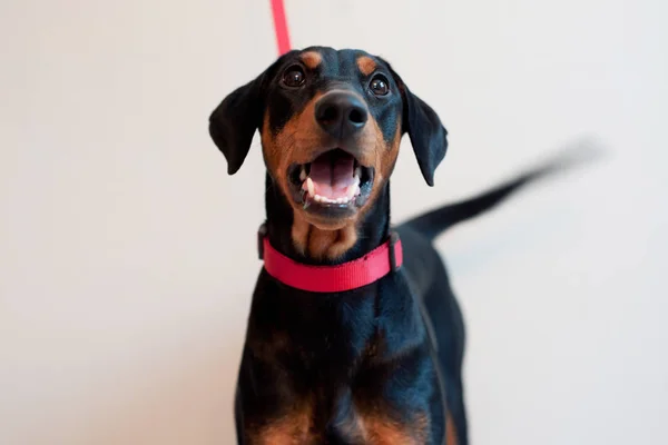 Portret van een jonge Pincher hond op een lichte achtergrond — Stockfoto